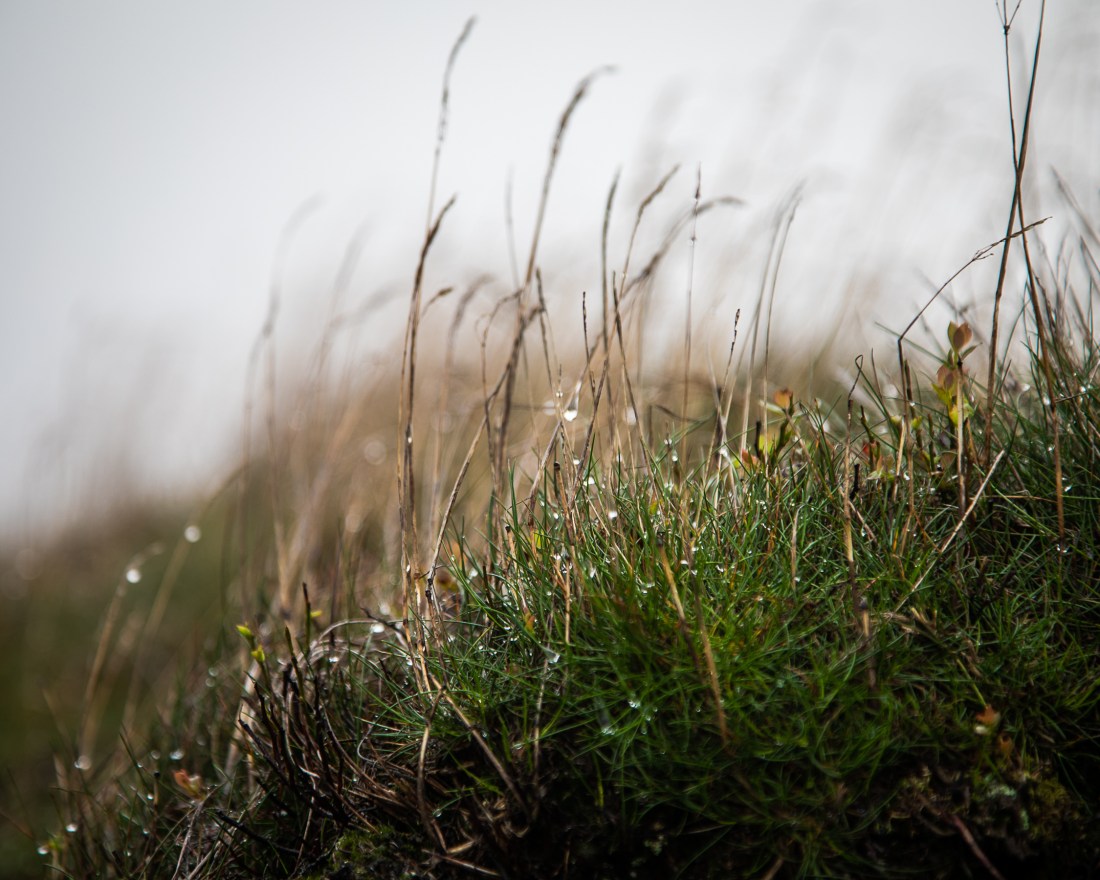 2018-08-25 Shelf Stones-33