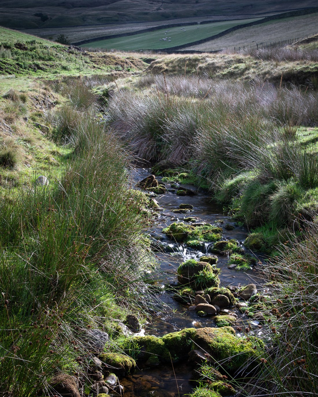 2018-08-25 Shelf Stones-60