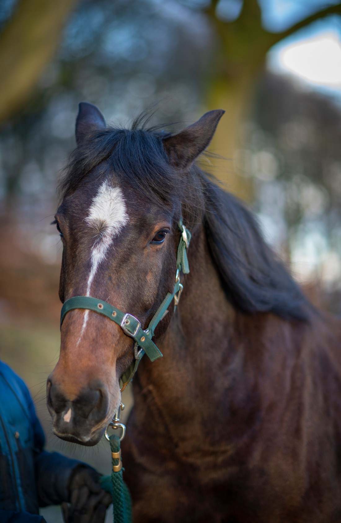 2019-02-10 Tigger-119