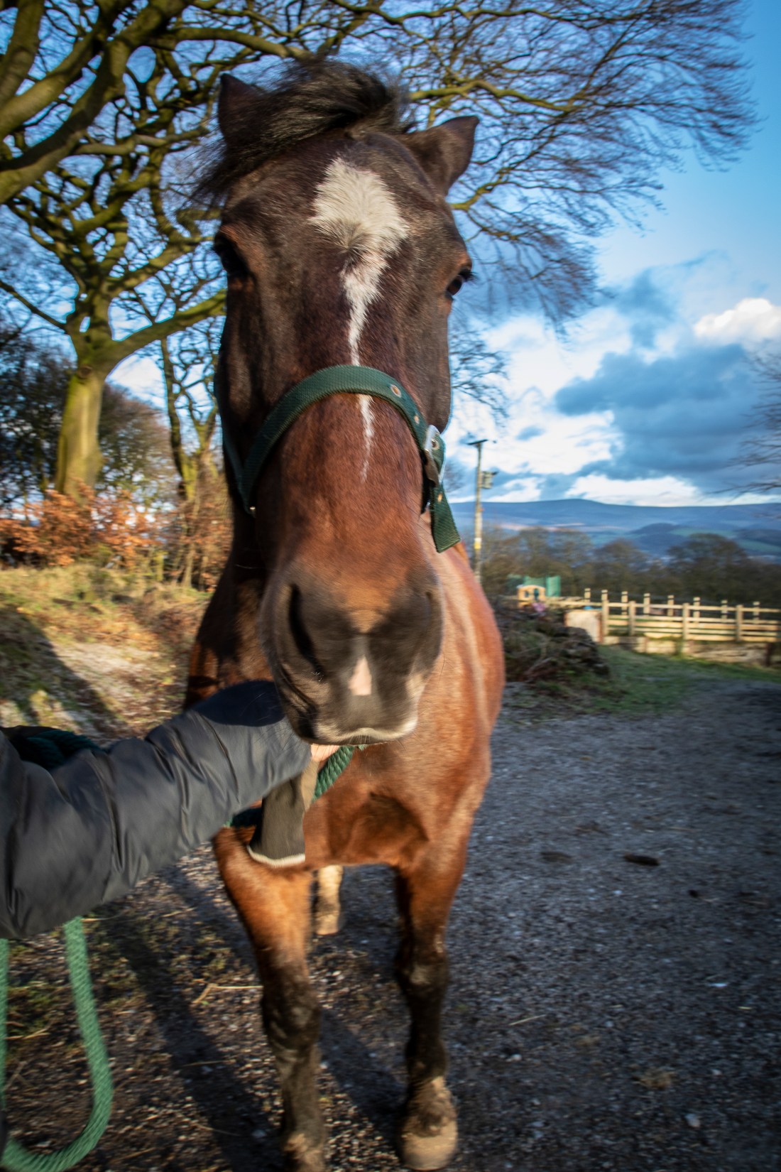 2019-02-10 Tigger-132