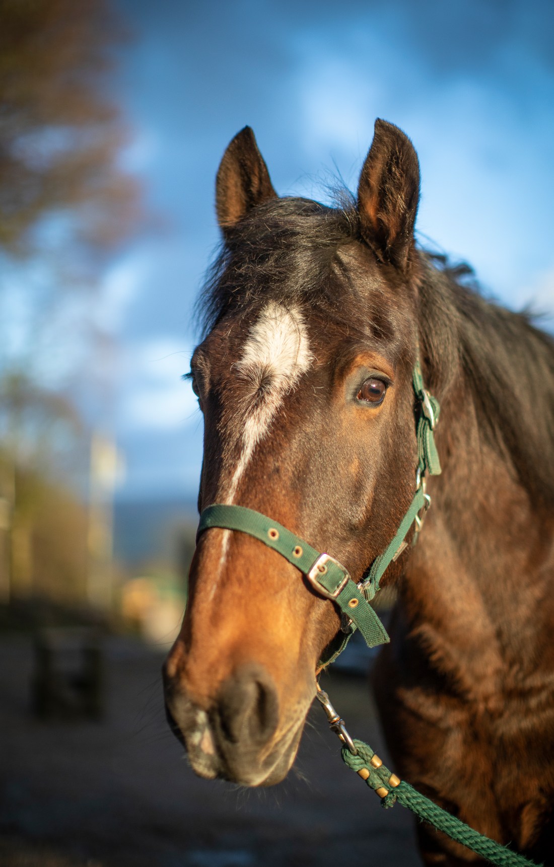 2019-02-10 Tigger-136