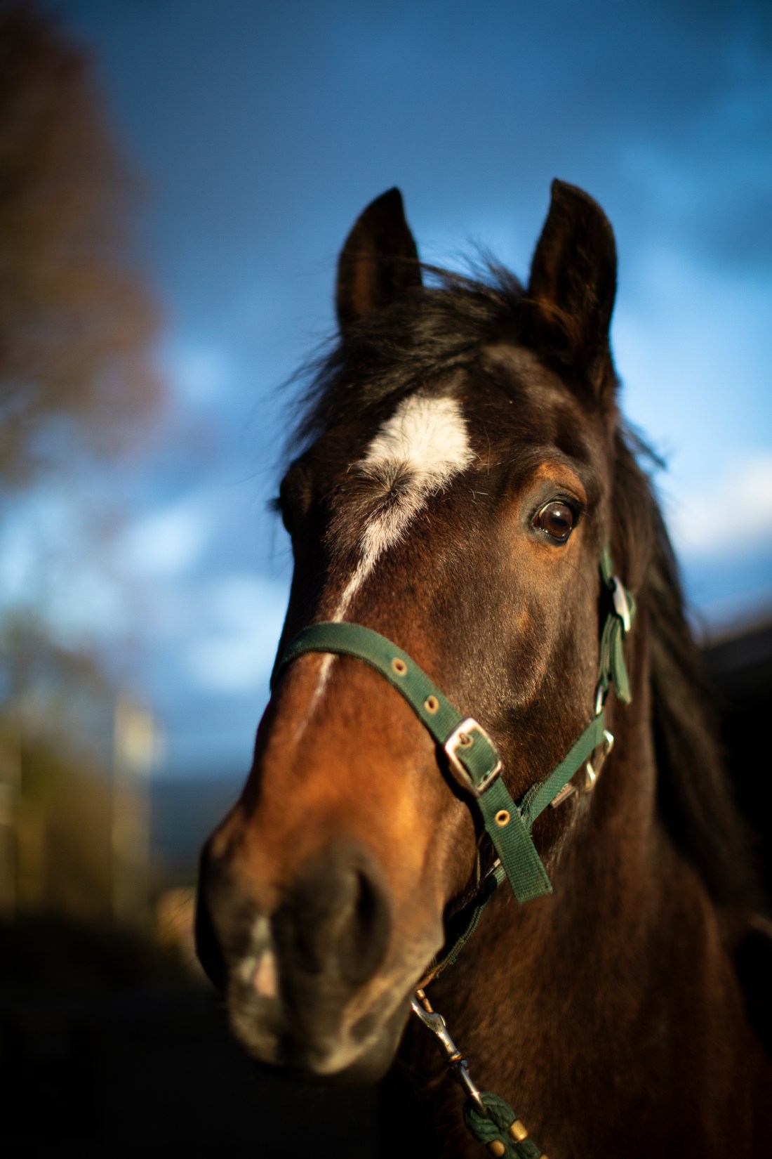 2019-02-10 Tigger-139