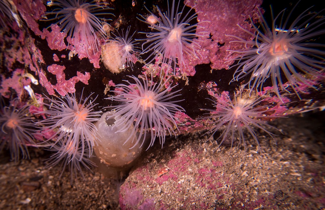 2017-08-29 Loch Nevis-26